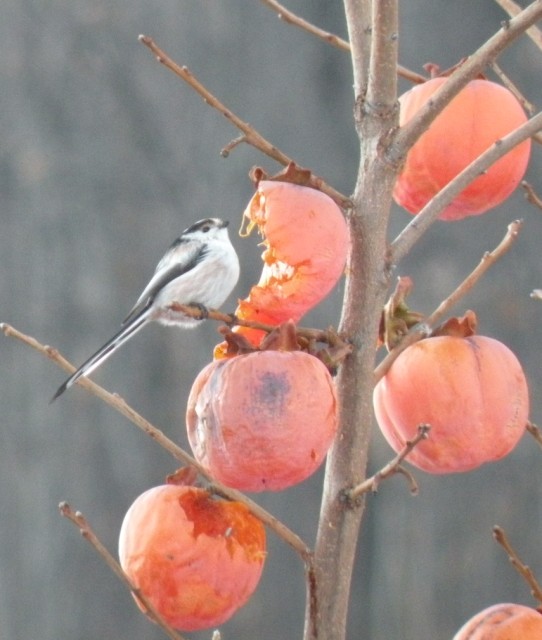 dalla finestra di casa...